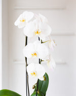 Load image into Gallery viewer, LARGE SINGLE ORCHID PLANT
