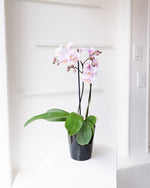 Load image into Gallery viewer, Medium Orchid Plant
