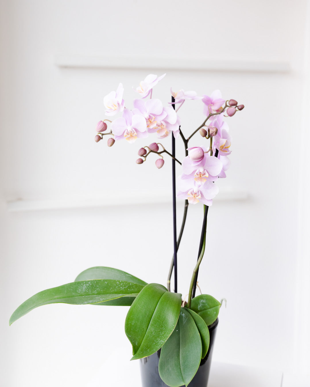 Small Orchid Plant