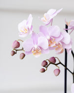 Load image into Gallery viewer, Medium Orchid Plant

