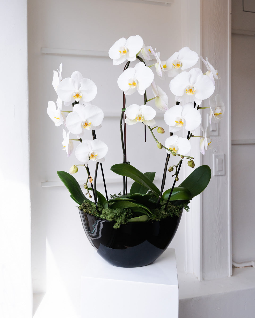 Trifecta Orchid Planted Arrangement