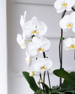 Load image into Gallery viewer, Trifecta Orchid Planted Arrangement
