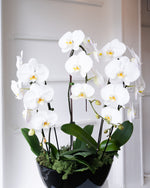 Load image into Gallery viewer, TRIFECTA ORCHID ARRANGEMENT
