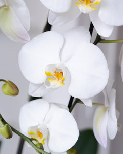 Trifecta Orchid Planted Arrangement