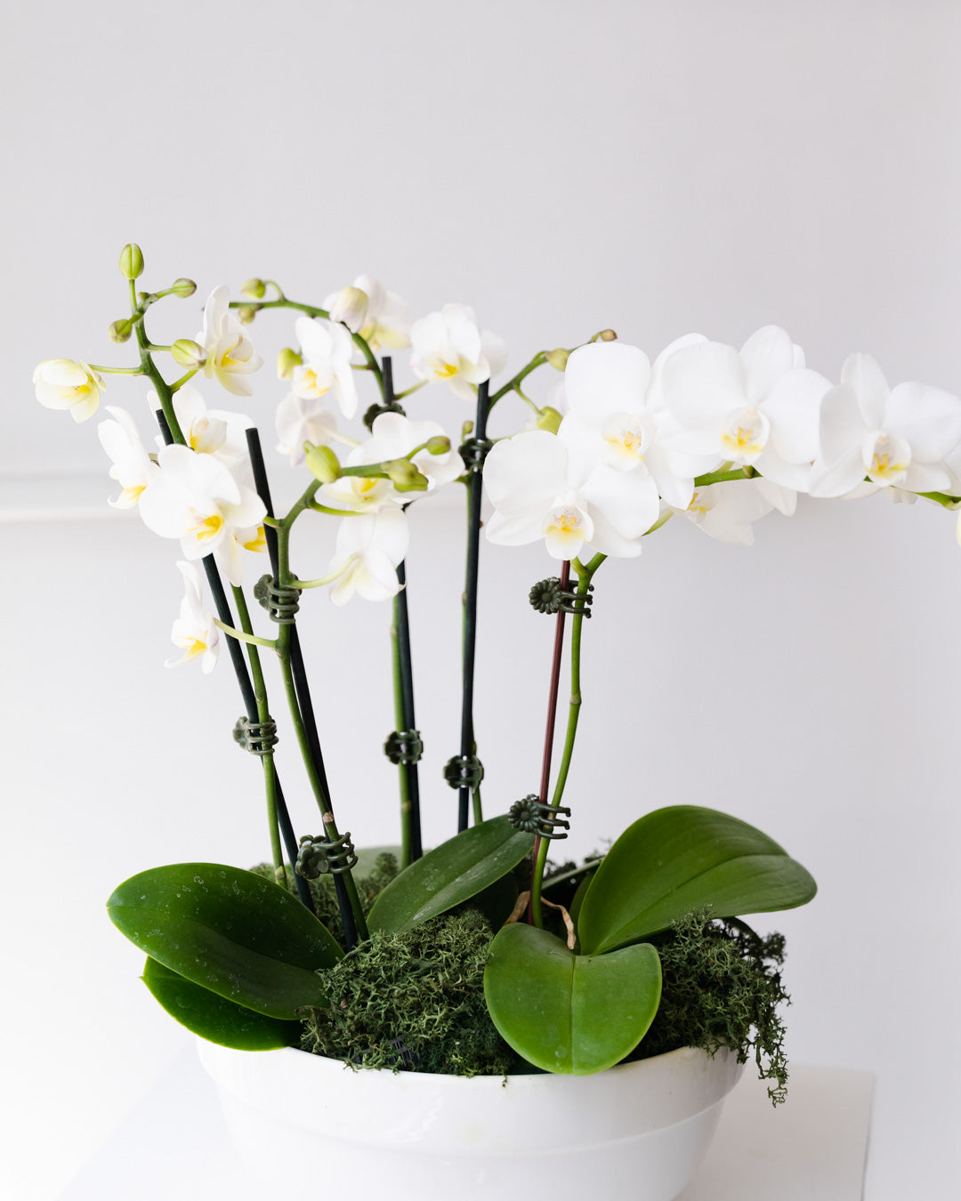 Little Orchid Garden Planted Arrangement