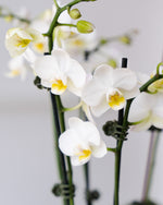Load image into Gallery viewer, Little Orchid Garden Planted Arrangement
