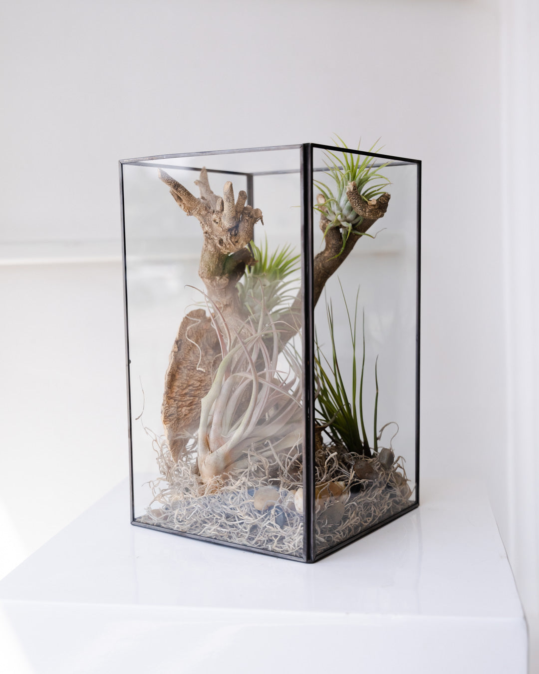 Desert Air Plant Terrarium