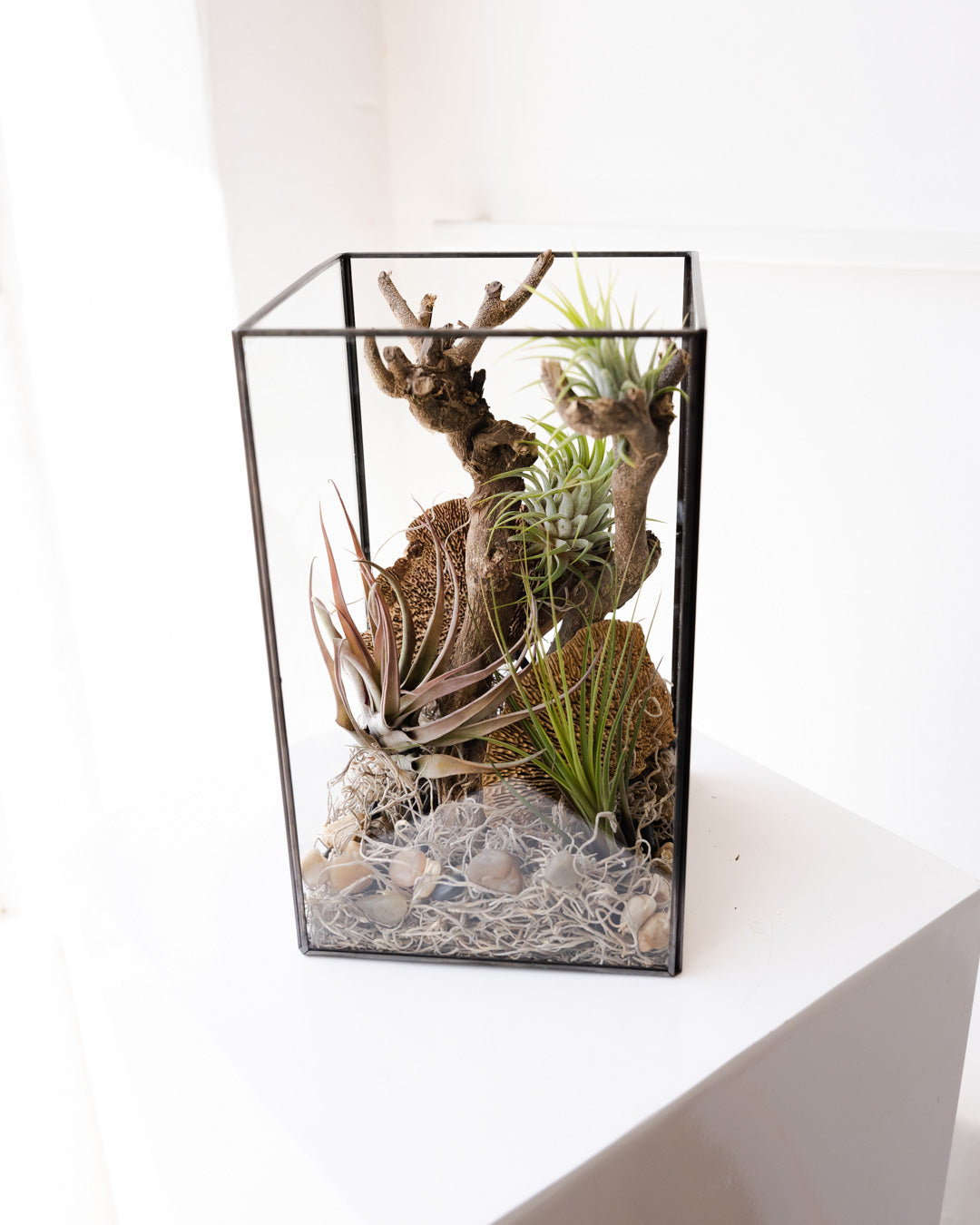Desert Air Plant Terrarium