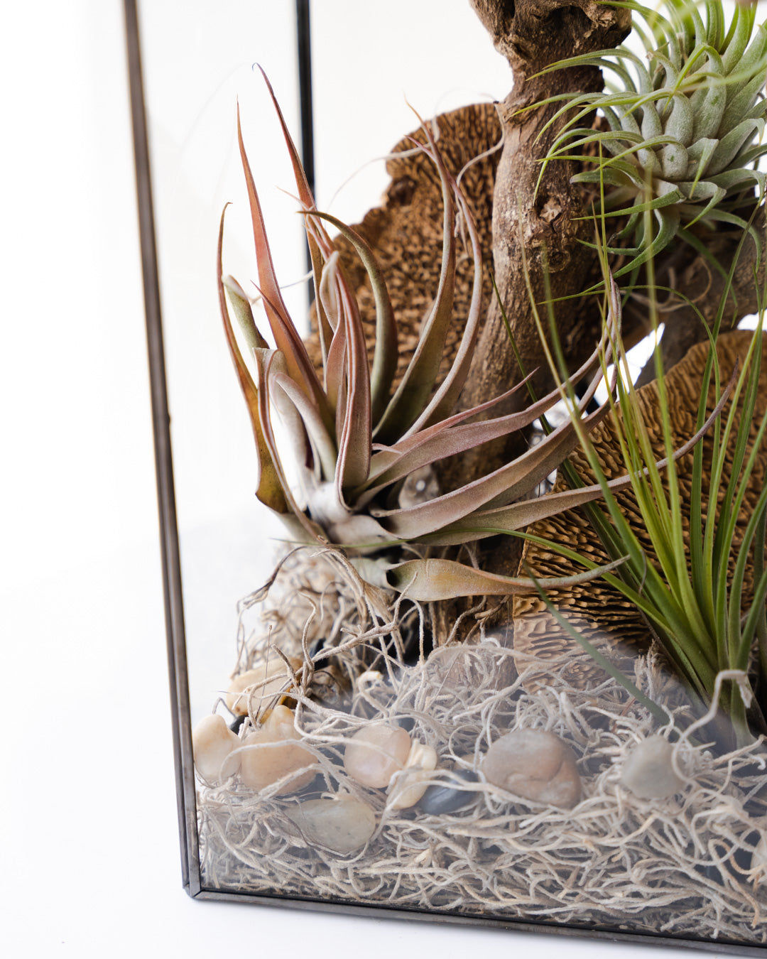 Desert Air Plant Terrarium