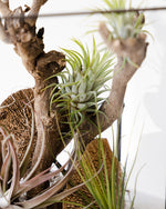 Load image into Gallery viewer, Desert Air Plant Terrarium
