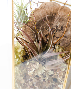 Golden Air Plant Terrarium
