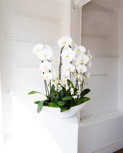 Luxe Orchid Garden Planted Arrangement