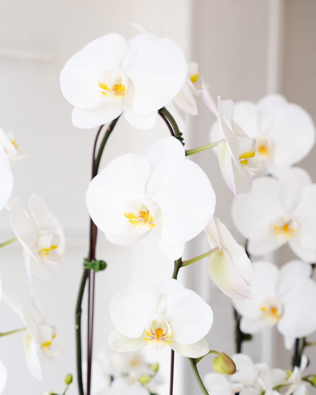 Luxe Orchid Garden Planted Arrangement