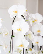 Load image into Gallery viewer, Luxe Orchid Garden Planted Arrangement
