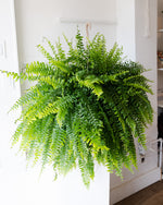 Load image into Gallery viewer, Fern Hanging Planter
