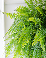 Load image into Gallery viewer, Fern Hanging Planter
