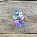 Load image into Gallery viewer, BLUE AND WHITE FLOWERED MIX BORAGE
