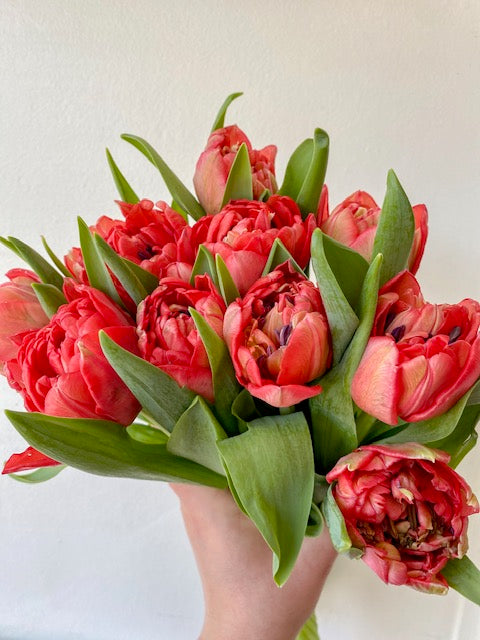 SPRING DOUBLE TULIPS