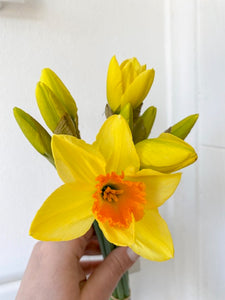 DAFFODILS SPECIAL ORDER