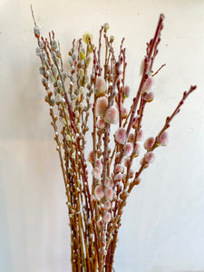 PUSSY WILLOW BRANCHES SPECIAL ORDER