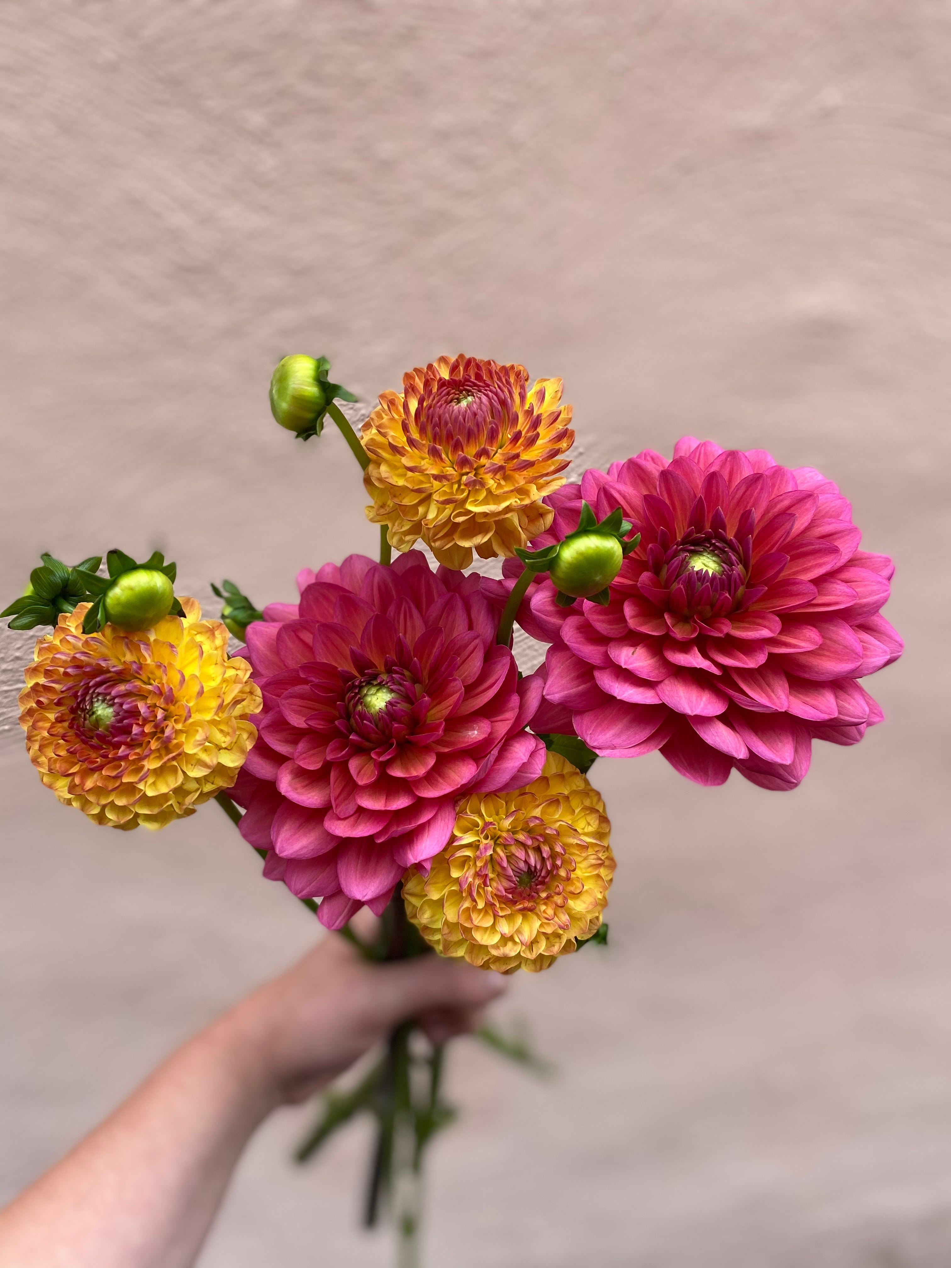 LOCAL BLOOMS SUBSCRIPTION