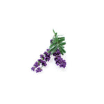 Load image into Gallery viewer, MUNSTEAD BLUE LAVENDER
